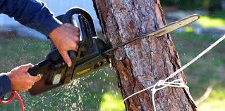 Best Tree and Shrub Care  in Goldens Bridge, NY