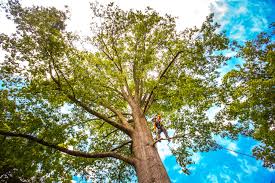 Best Tree Trimming and Pruning  in Goldens Bridge, NY