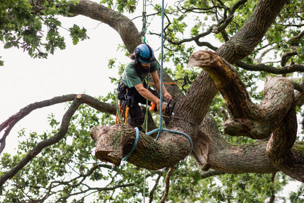 Best Root Management and Removal  in Goldens Bridge, NY