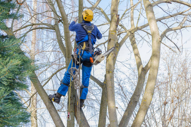 How Our Tree Care Process Works  in  Goldens Bridge, NY