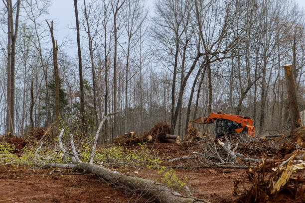 Best Tree Cabling and Bracing  in Goldens Bridge, NY