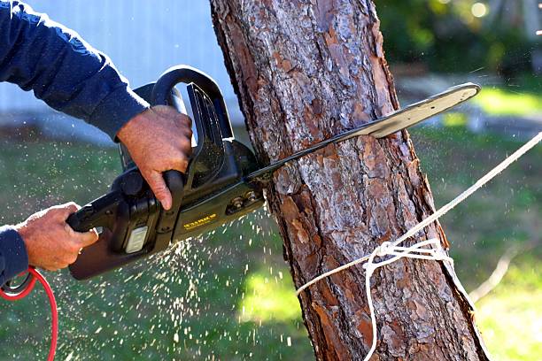 Best Utility Line Clearance  in Goldens Bridge, NY