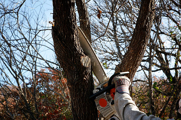 Best Storm Damage Tree Cleanup  in Goldens Bridge, NY