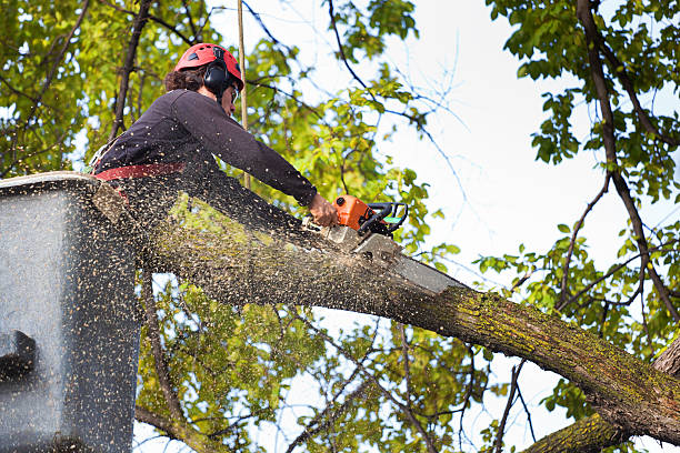 Best Commercial Tree Services  in Goldens Bridge, NY