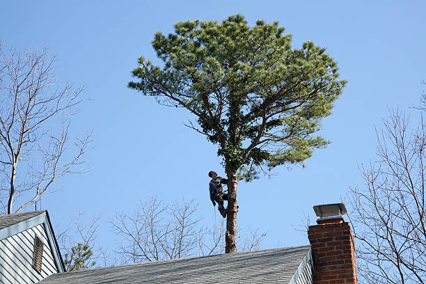 Best Tree Maintenance Programs  in Goldens Bridge, NY