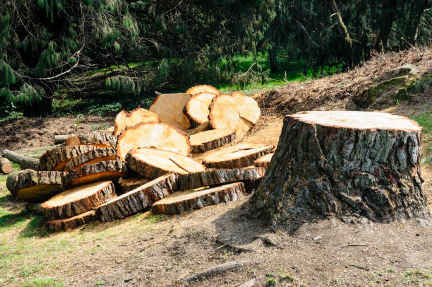 Best Firewood Processing and Delivery  in Goldens Bridge, NY